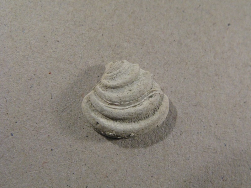 Bivalve pliocenico 02