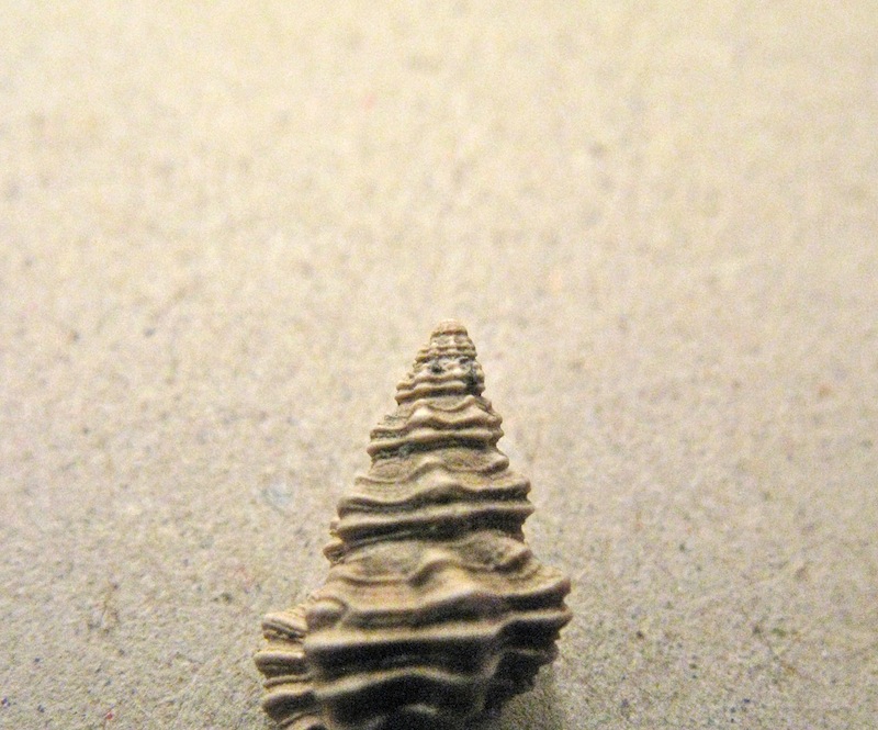 Gasteropode pliocenico 10