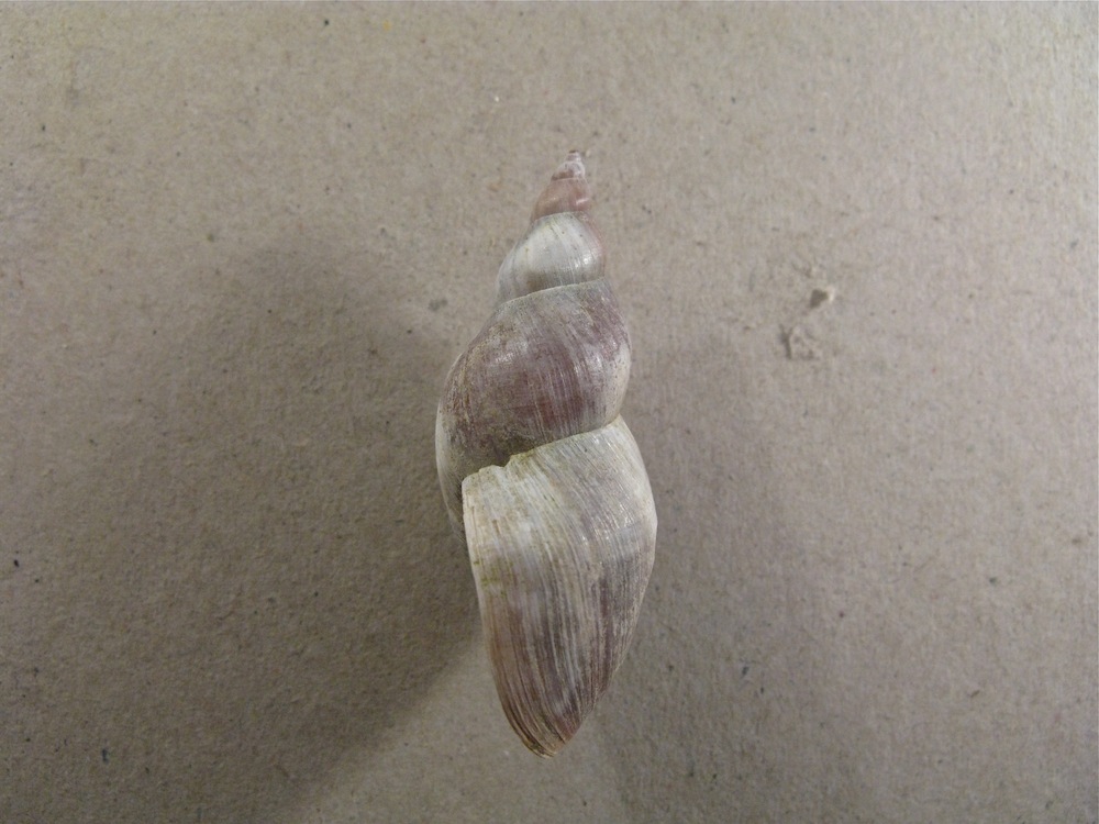 Conchiglia da identificare 5