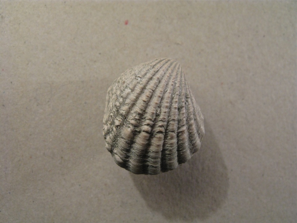Bivalve pliocenico 05