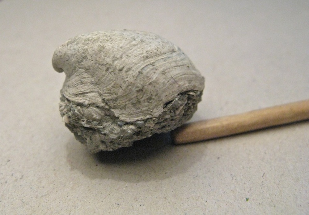 Capulus