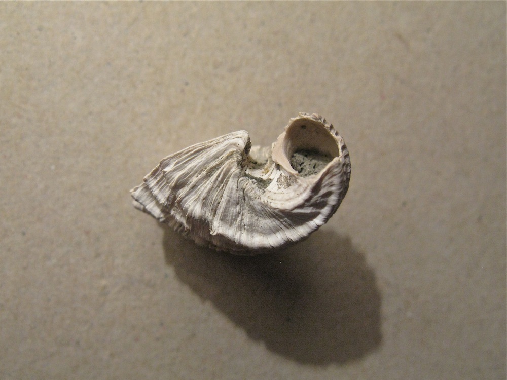 Fossarus?