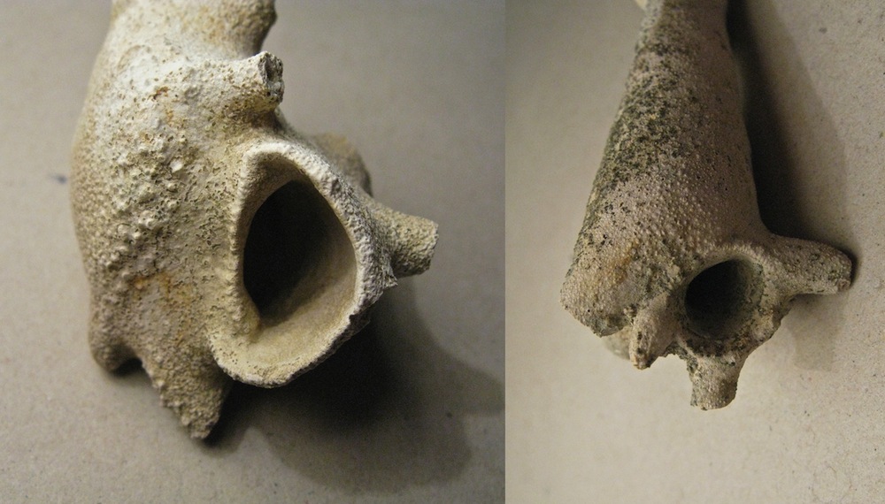 Gasteropodi ricoperti da briozoi
