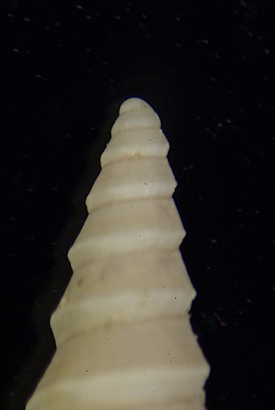 Mini Turritella?