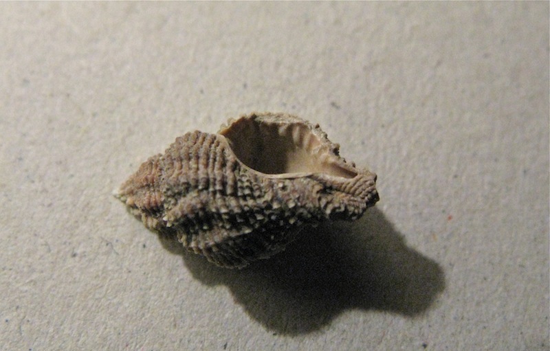 Ocinebrina imbricata (Brocchi, 1814)