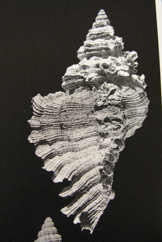 Hexaplex brevicanthos