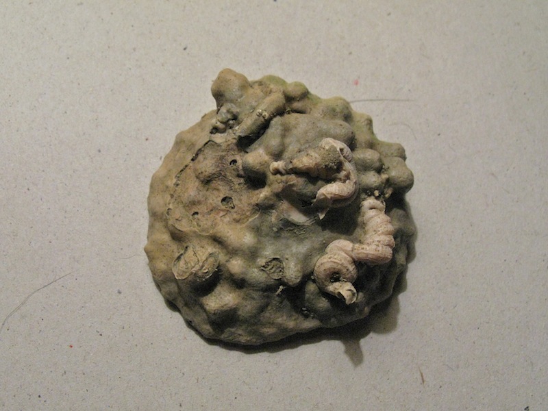 Che strano bivalve!