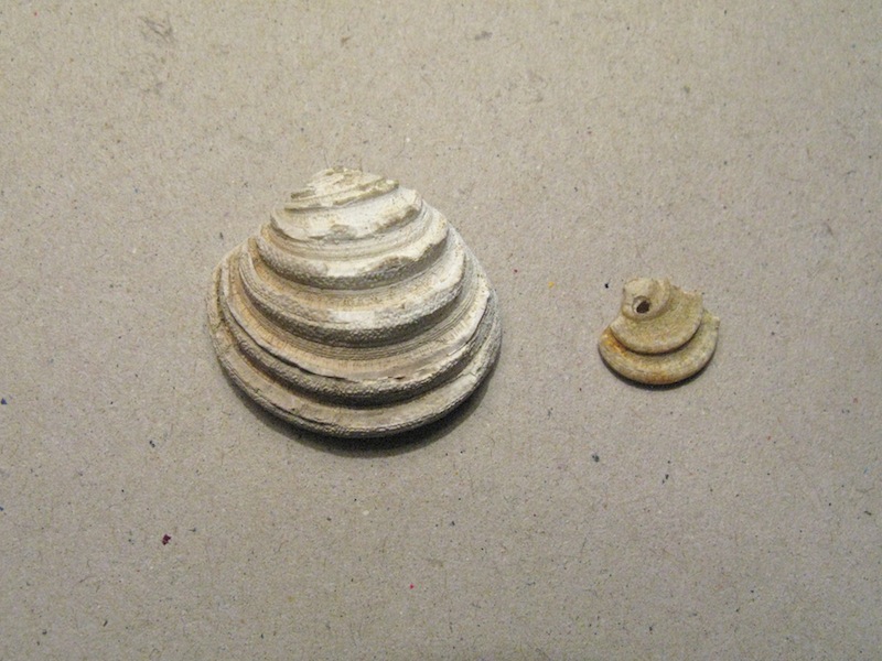 Bivalve pliocenico 02