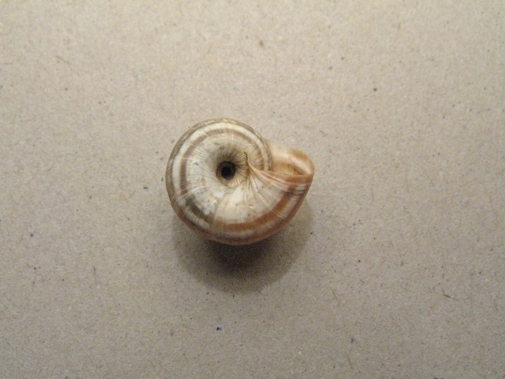 Conchiglia da identificare