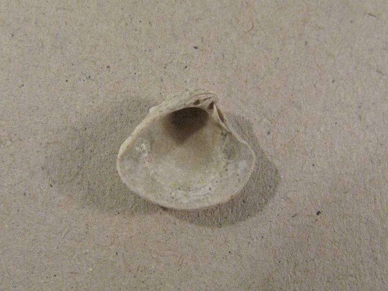 Bivalve pliocenico 02