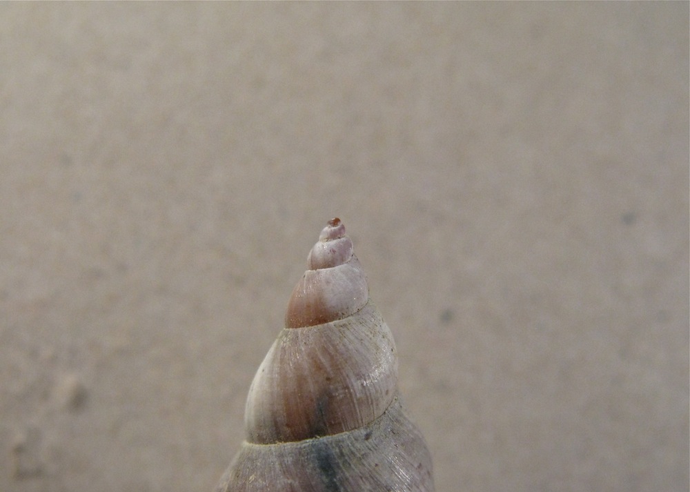Conchiglia da identificare 5