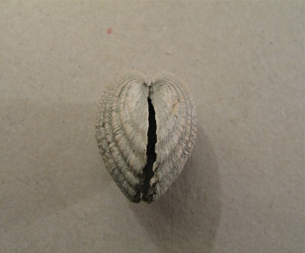 Bivalve pliocenico 05