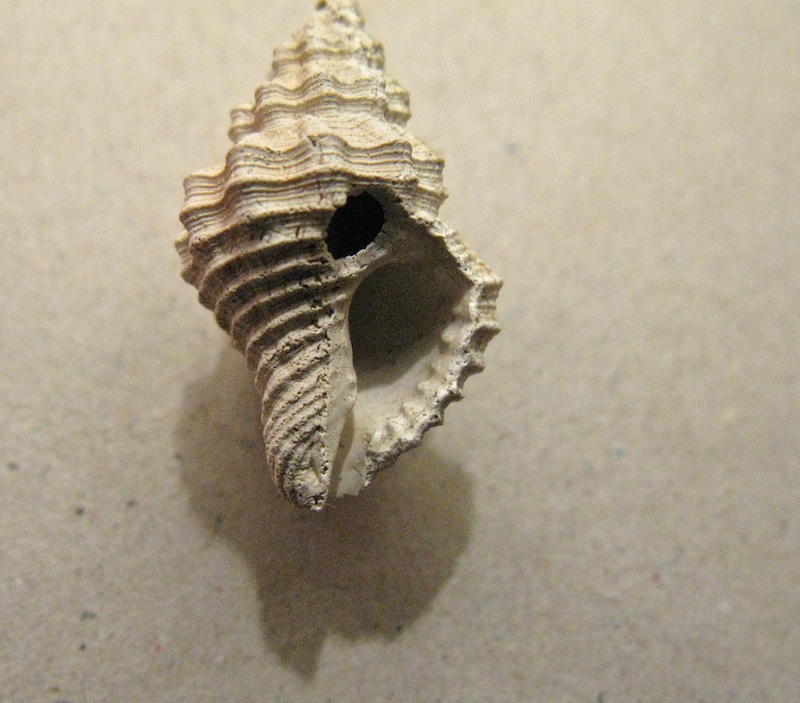 Gasteropode pliocenico 11