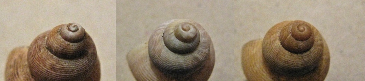 Conchiglie da identificare 2