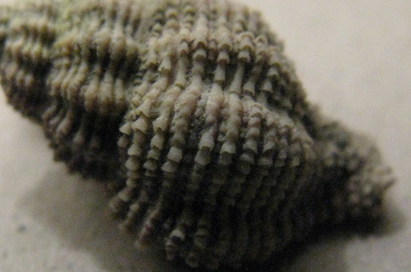 Ocinebrina imbricata (Brocchi, 1814)