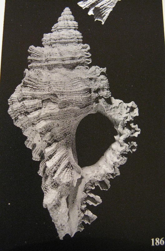 Hexaplex brevicanthos