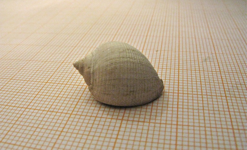 Semicassis laevigata (Defrance, 1817)
