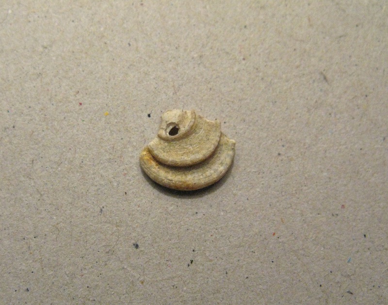 Bivalve pliocenico 02