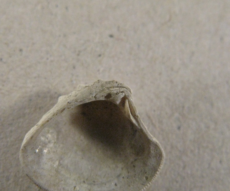 Bivalve pliocenico 02