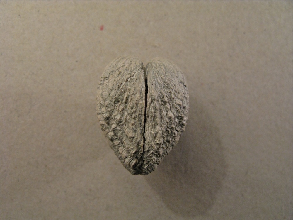 Bivalve pliocenico 05