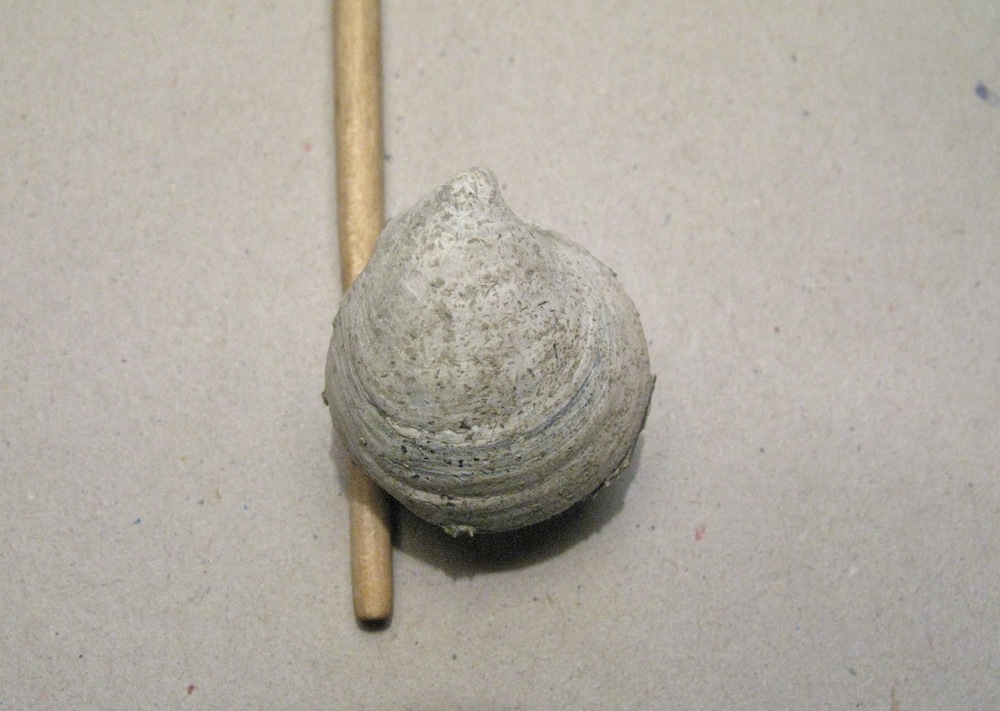 Capulus