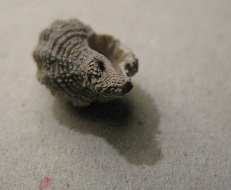 Ocinebrina imbricata (Brocchi, 1814)