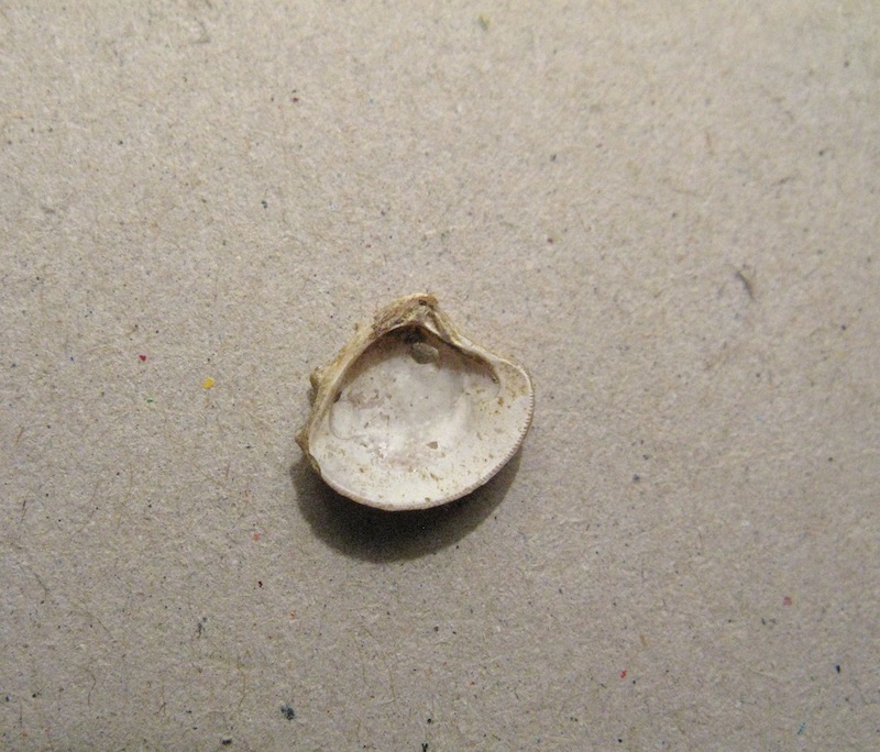 Bivalve pliocenico 02