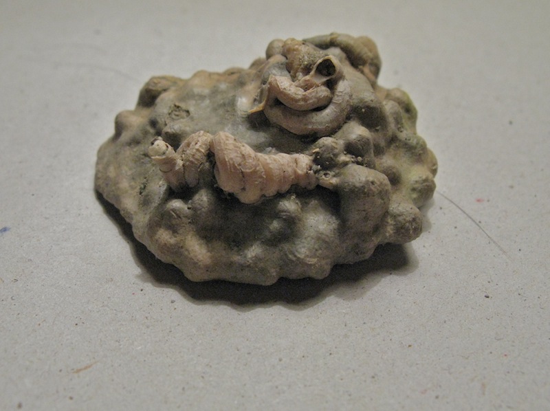 Che strano bivalve!