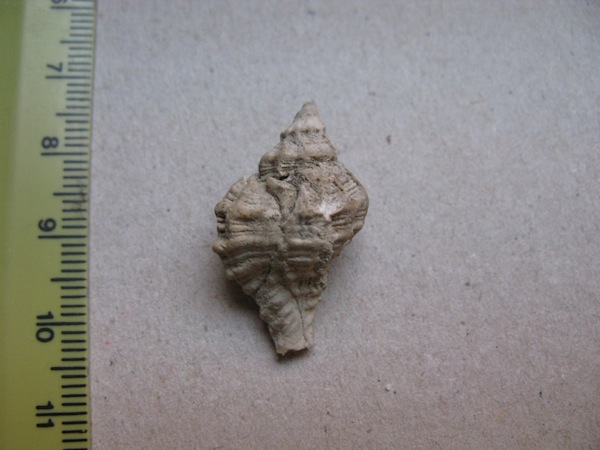 Gasteropode pliocenico non identificato