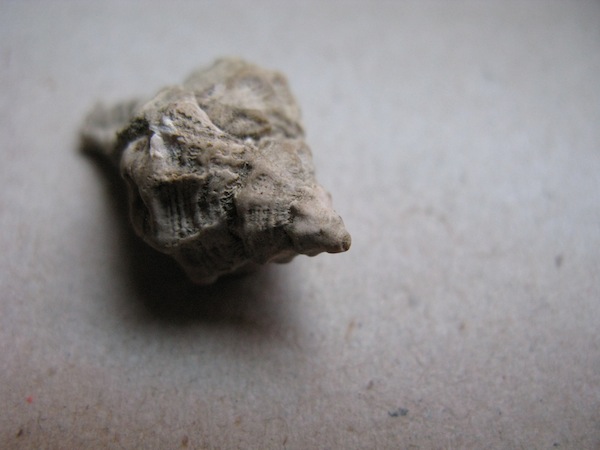 Gasteropode pliocenico non identificato