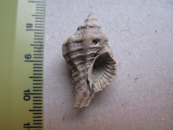 Gasteropode pliocenico non identificato