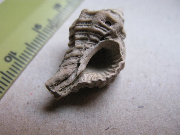 Gasteropode pliocenico non identificato