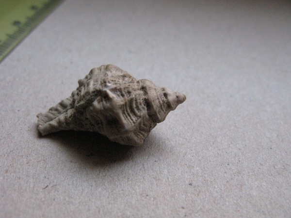 Gasteropode pliocenico non identificato