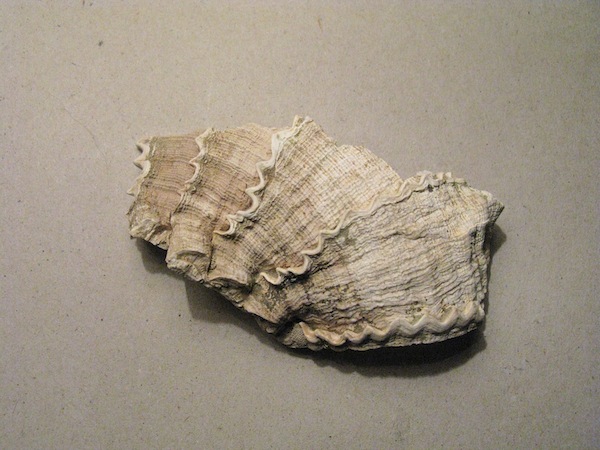 Hexaplex trunculus conglobatus (Michelotti,1841)