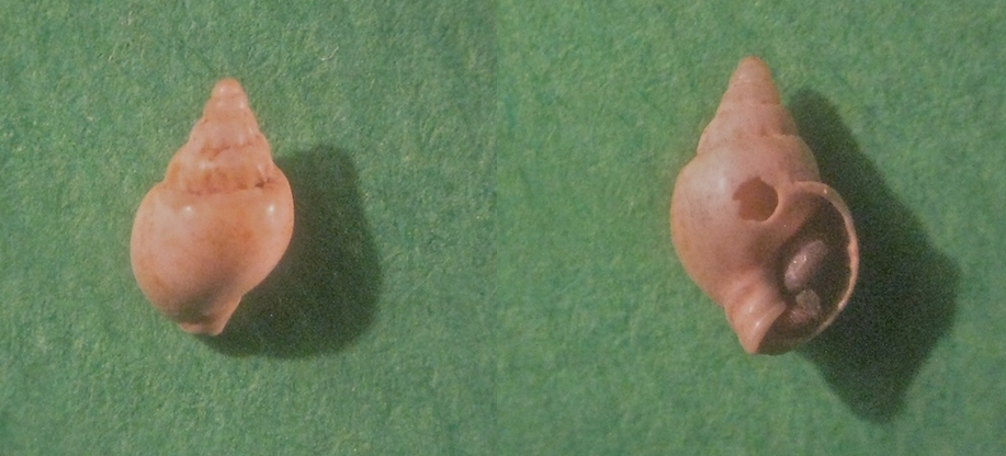 Microfossile 03