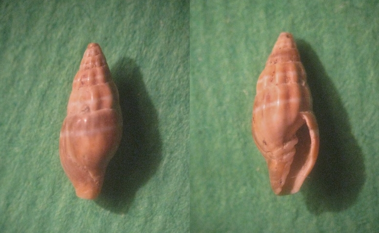 Microfossile 05