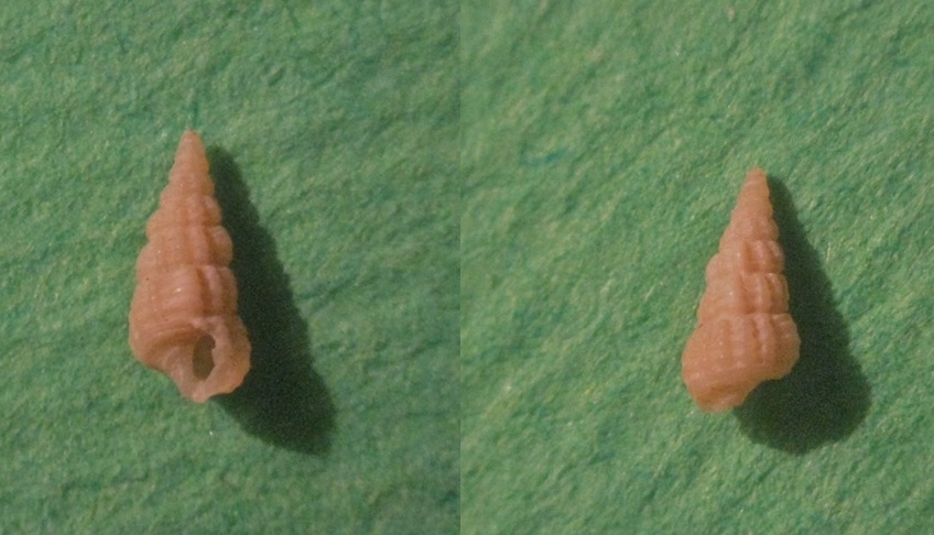 Microfossile 02