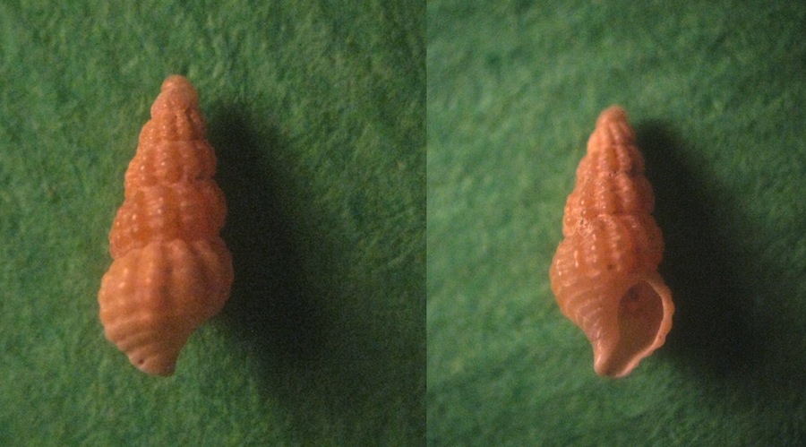Microfossile 04