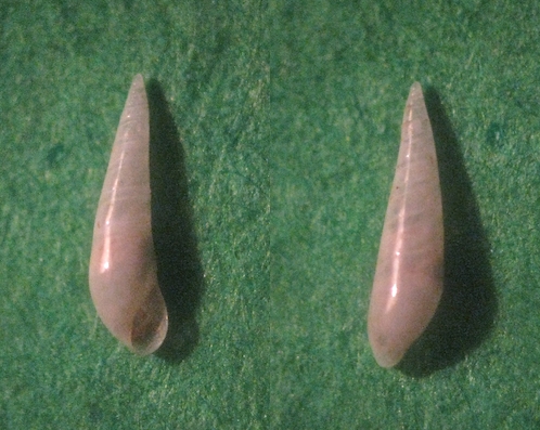 Microfossile 07