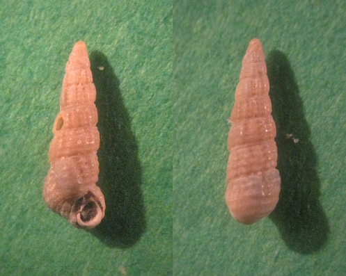 Microfossile 09