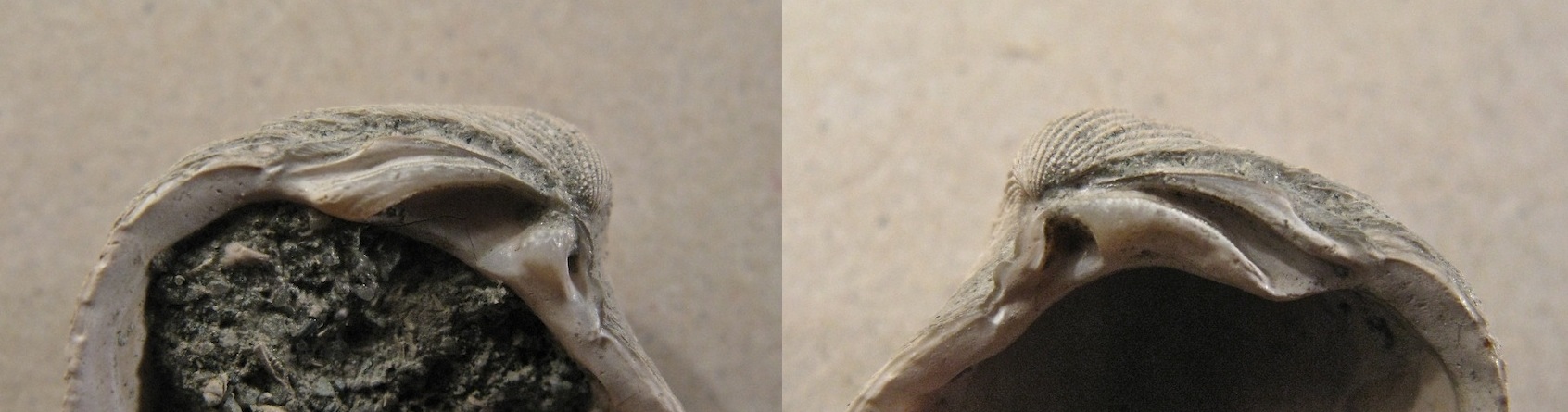 Bivalve pliocenico 05