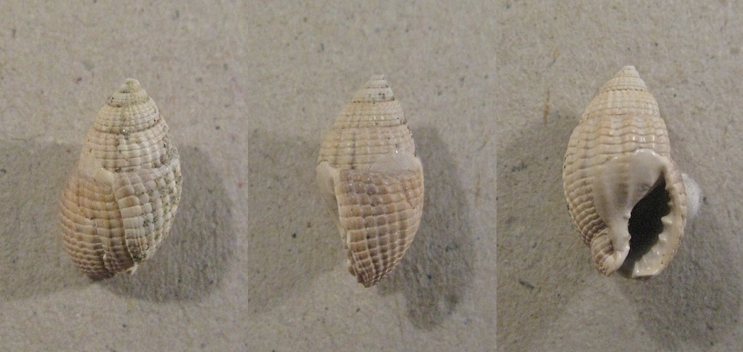 Gasteropode pliocenico 12