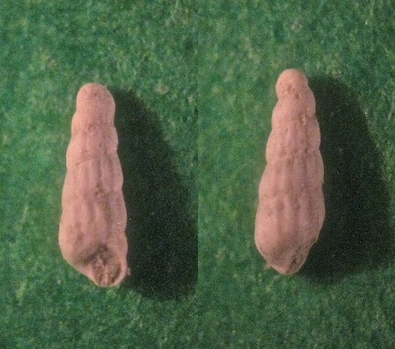 Microfossile 11