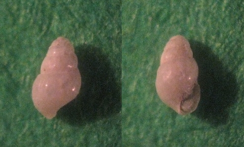 Microfossile 12