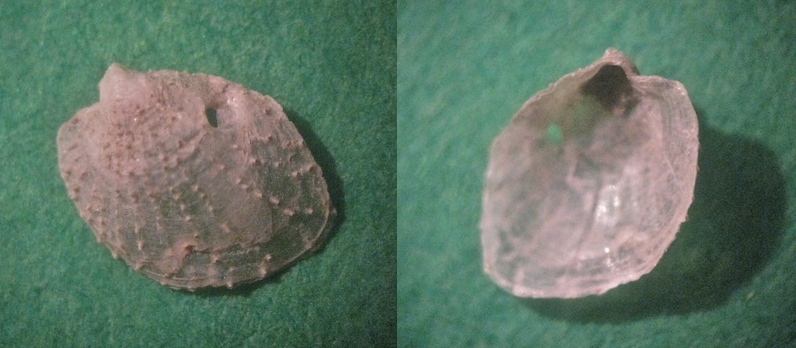 Microfossile 13