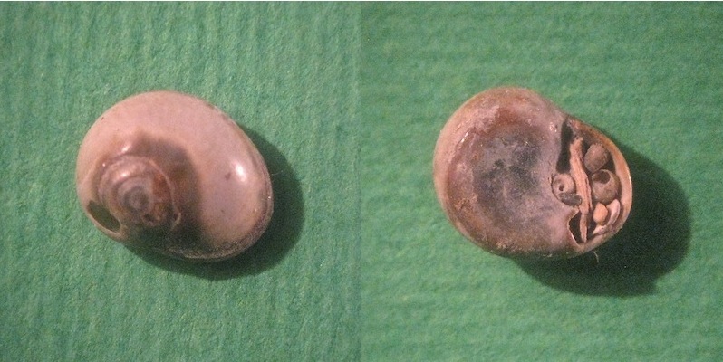 Microfossile 15