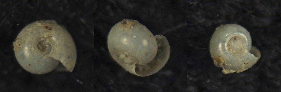 Micro indet. 1 Oxygyrus ?