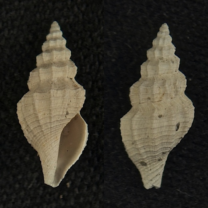 Microfossile 33