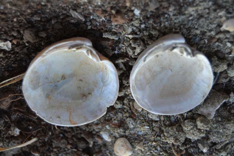 bivalve emiliano 8