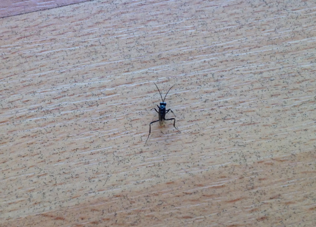 Piccolo insettino nero: Evania appendigaster